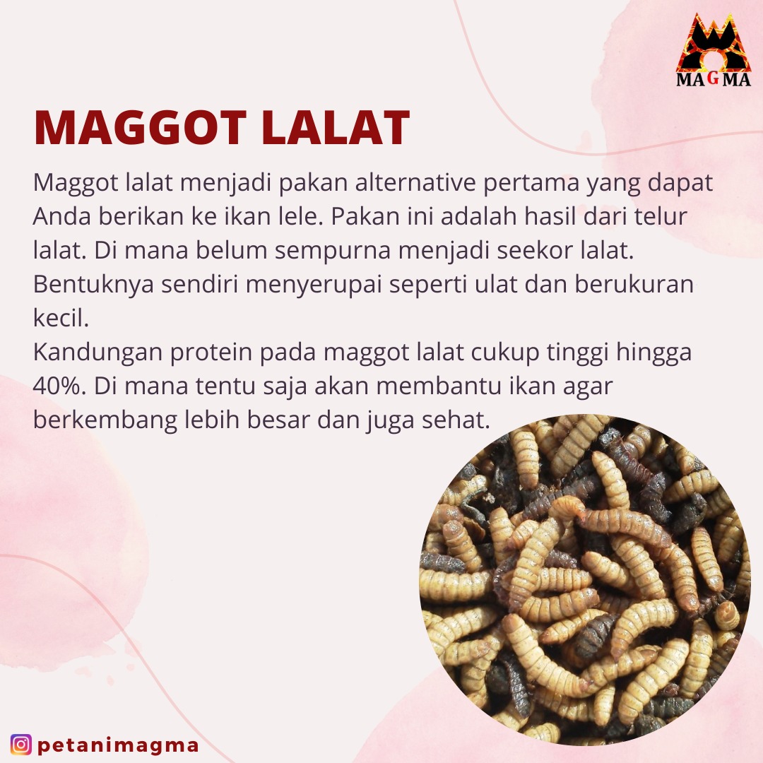 PetaniMagma's tweet photo. ALTERNATIVE PAKAN IKAN LELE AGAR CEPAT BESAR

Halo Sahabat Magma!
Disini mimin mau ngasih info lagi untuk kalian lho!

Selengkapnya bisa di cek di instagramnya @PetaniMagma yaa Sahabat!

#pakan #malamminggu #IkatanCintaEp152 https://t.co/NfPr1CbIdZ