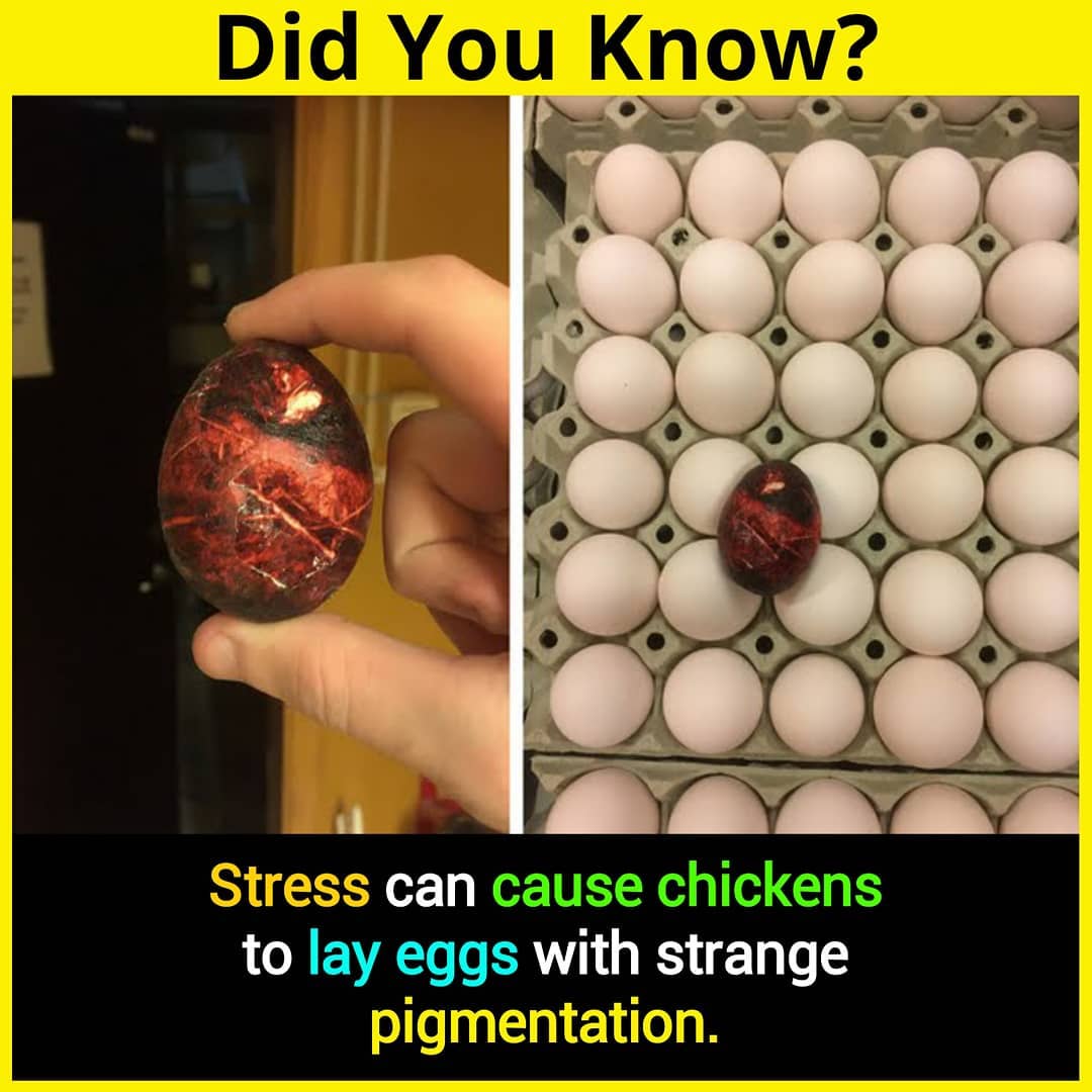 Stress can cause chickens to lay egg with strange pigmentation. Stress such as heat, predator scares or overcrowding. What?!