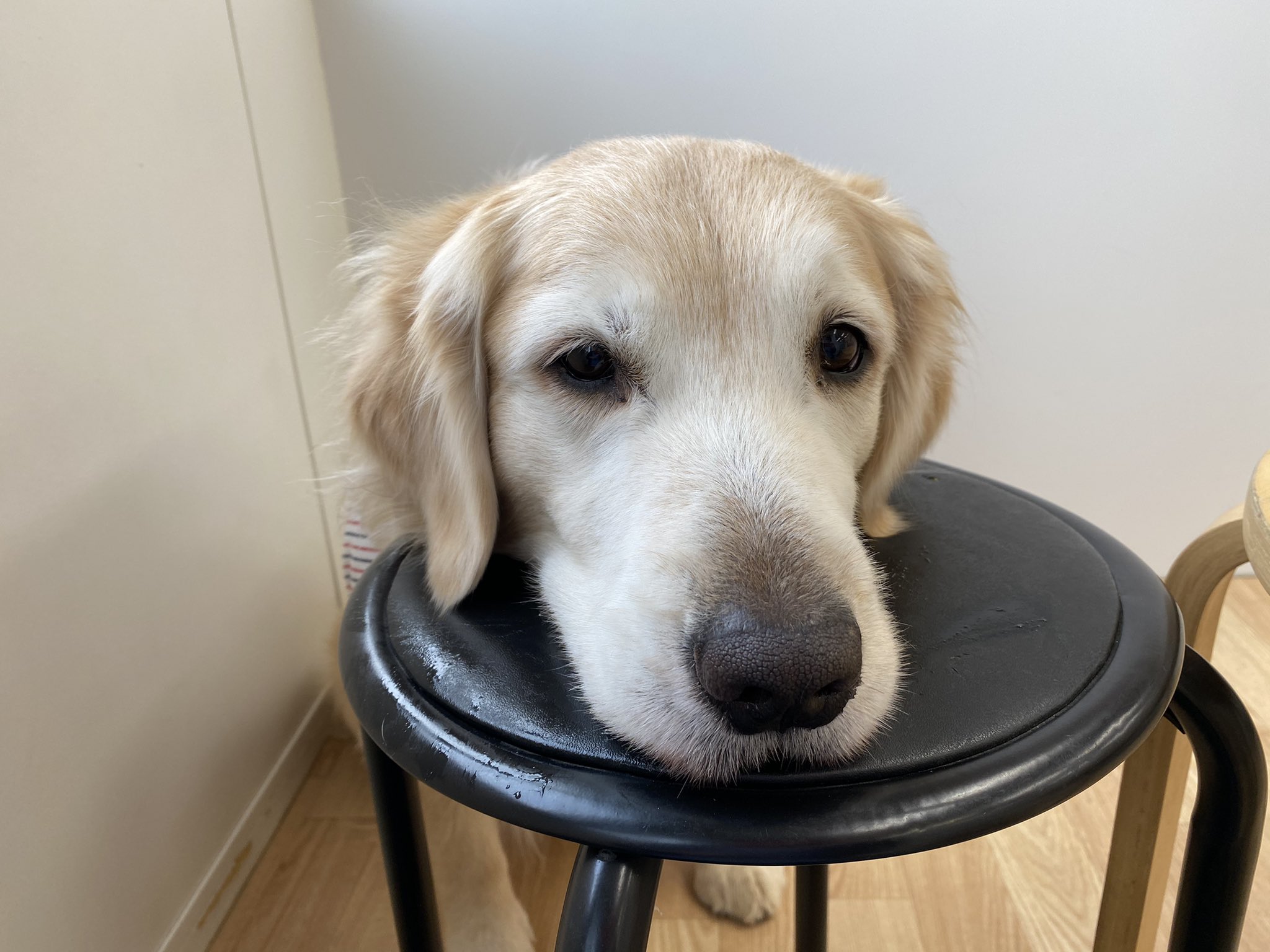 犬のしつけとトリミングmove On Moveontrainer Twitter