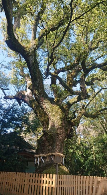 次郎太刀 の評価や評判 感想など みんなの反応を1週間ごとにまとめて紹介 ついラン
