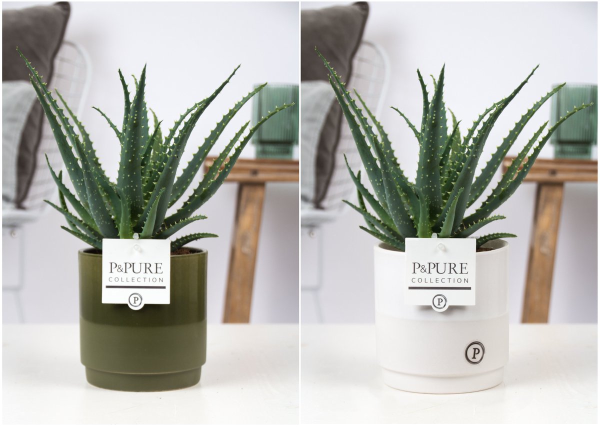 Op de #catwalk loopt inmiddels #Juliette en zij toont de #Aloë #Arborescens. Deze #robuuste plant is erg #geliefd in onze keramiekpot met #mat en #glanzend #decor. Leverbaar <a href="/CactusStolk/">Cactuskwekerij Stolk</a>.