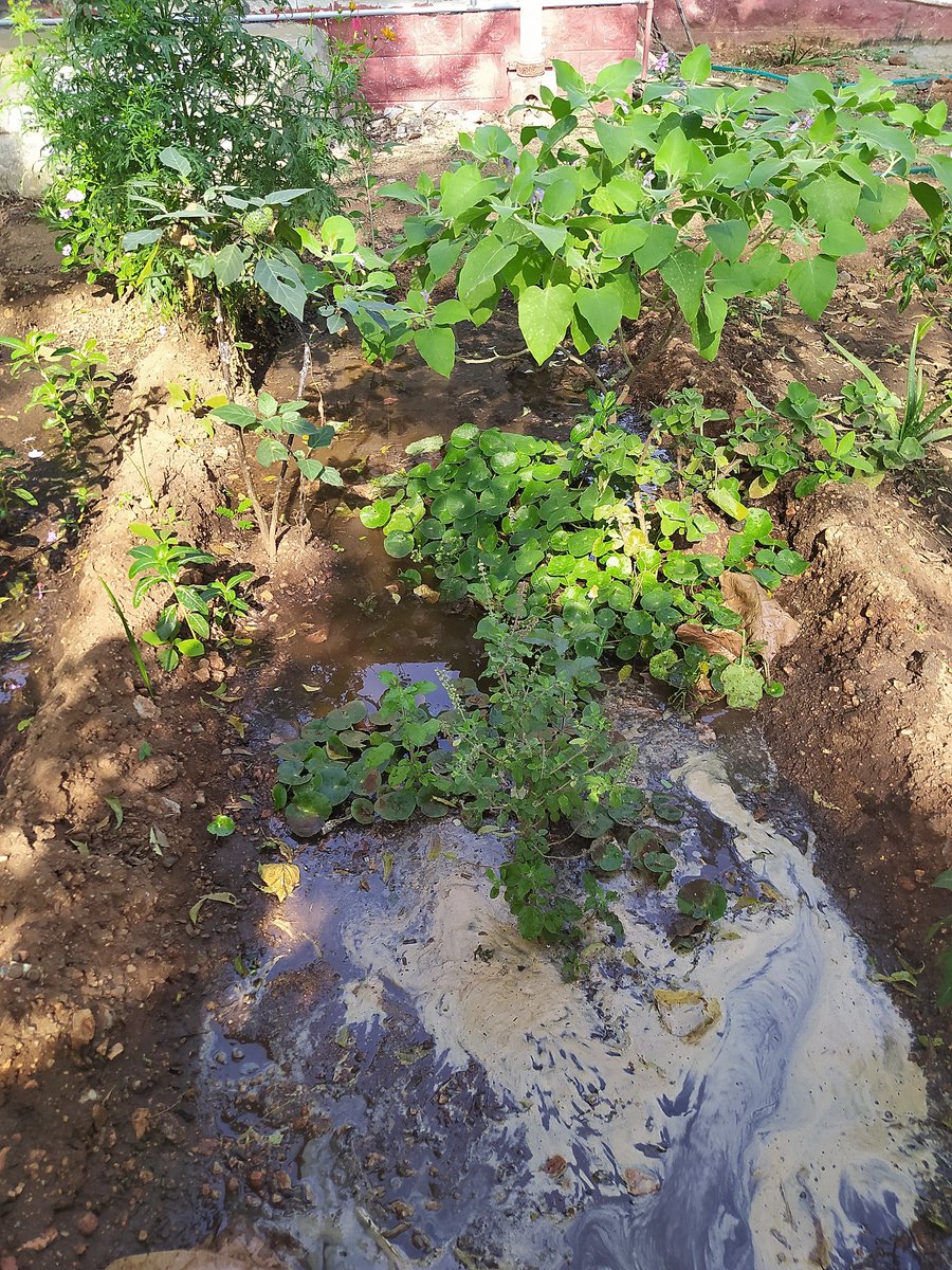 RaagaPragaa's tweet photo. Found the most beautiful thing in our hospital today. A doctor has decided to make this garden in one of our wards and the patients are helping in taking care of the plants😍
If this isn't what peace is, tell me what is🍃🌿🌱 #GEMCH, Perundurai https://t.co/NgkOfPycCi
