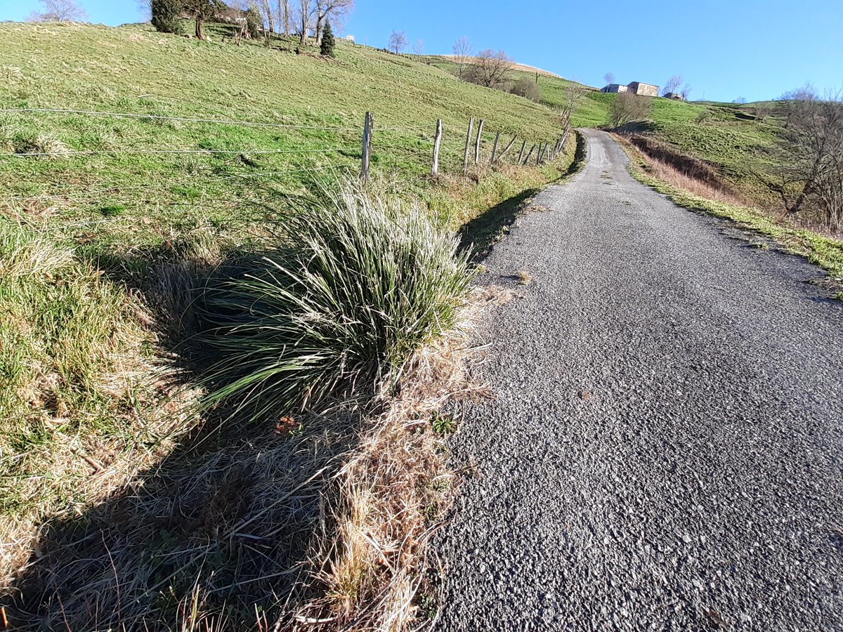 stopcortaderia's tweet photo. Seguimos tratando de frenar la expansión del #plumero en el interior de #Cantabria. 
🔴Ya llevamos más de 1000 focos eliminados, pero seguimos encontrando plantas aisladas

¿Nos echas una mano?🧐

Añade tu cita a https://t.co/xlKTLLbJzl o mándanosla por whatsapp!
#StopCortaderia https://t.co/Bikspjhs7m