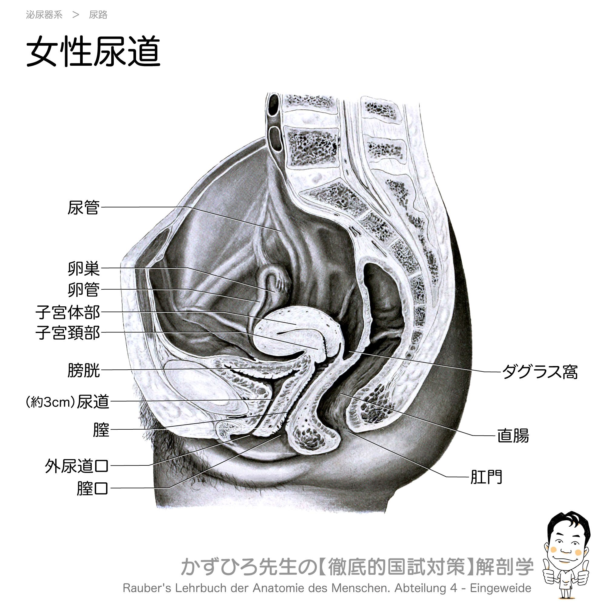 かずひろ先生 なるほど解剖学 A Twitter 女性尿道 女性の 尿道 は短く 約3cm まっすぐ走ります 骨盤内臓器の並びは前から 膀胱 子宮 直腸 の順で 開口部の順番はその続きなので 外尿道口 膣口 肛門 の順です アナトミーブートキャンプ21 2月