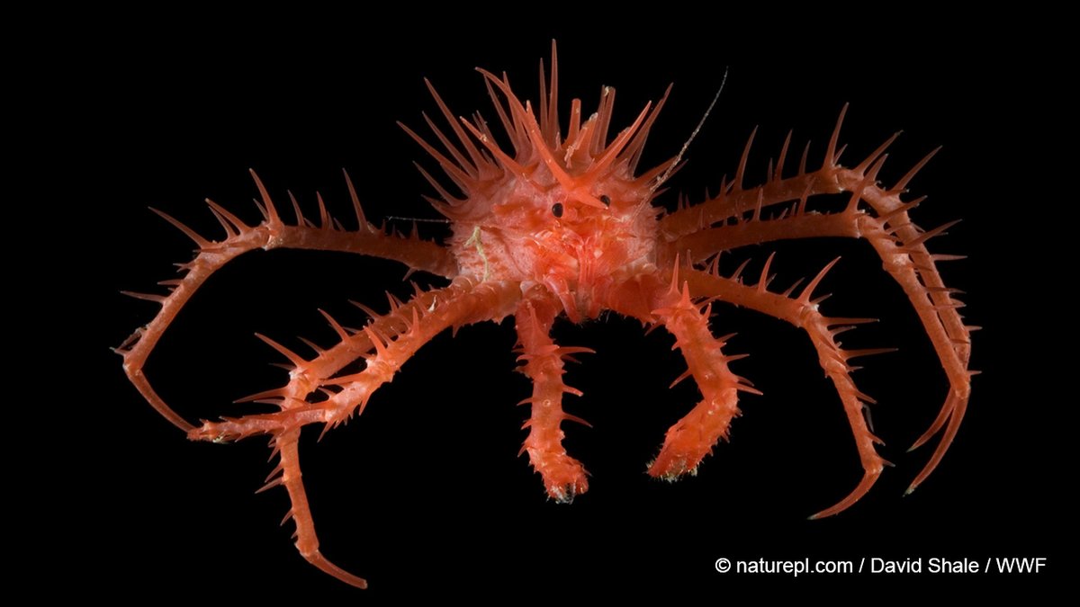 Here’s a thought: maybe we shouldn’t trash the deep sea before we fully understand it. The deep sea makes up 90% of the ocean and plays a vital role in the functioning of our planet Dive into this thread to learn more.  #DefendTheDeep