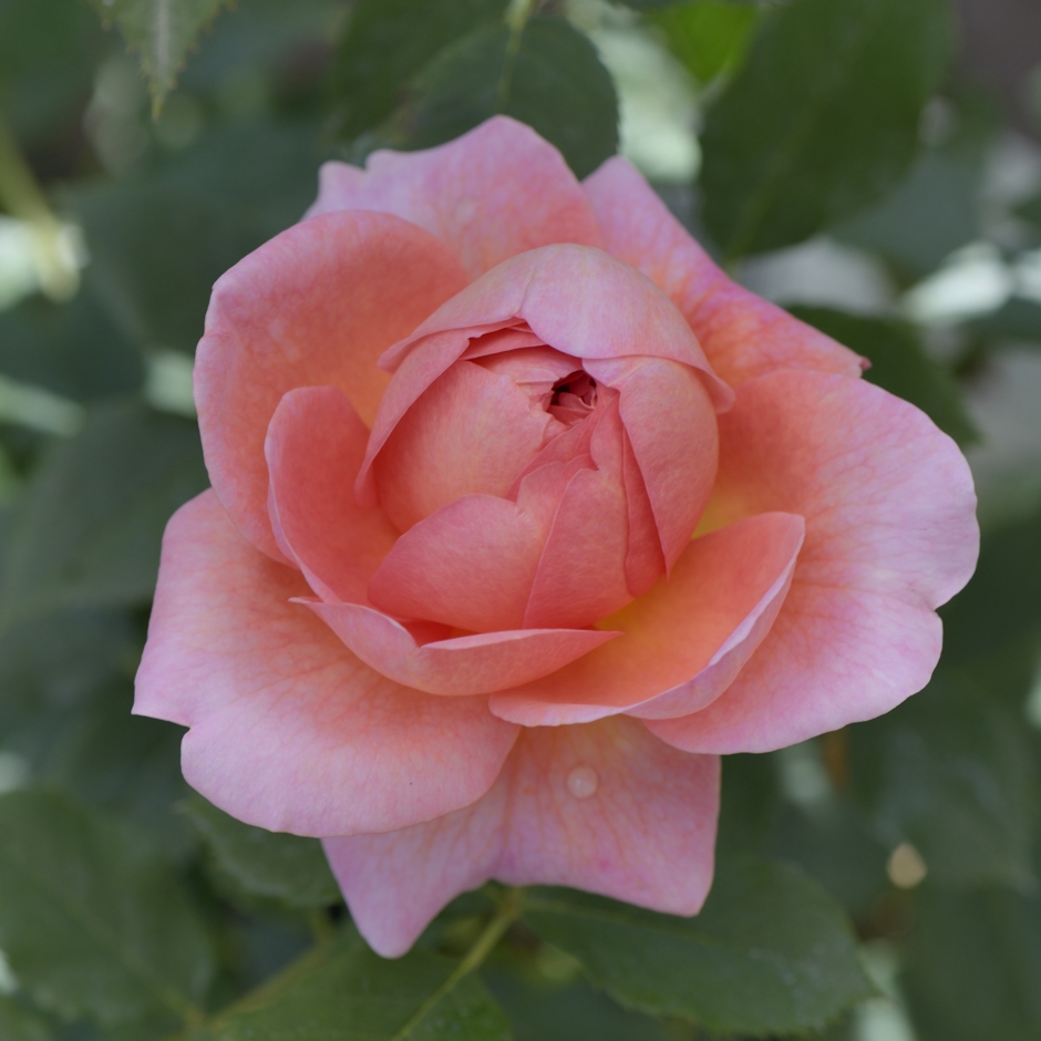 If you’re thinking about giving a potted rose as a Valentine’s Day gift this year, then that’s a great idea, as not only will the recipient be able to enjoy caring for their new plant and seeing it bloom but rose flowers can also boost your mood.