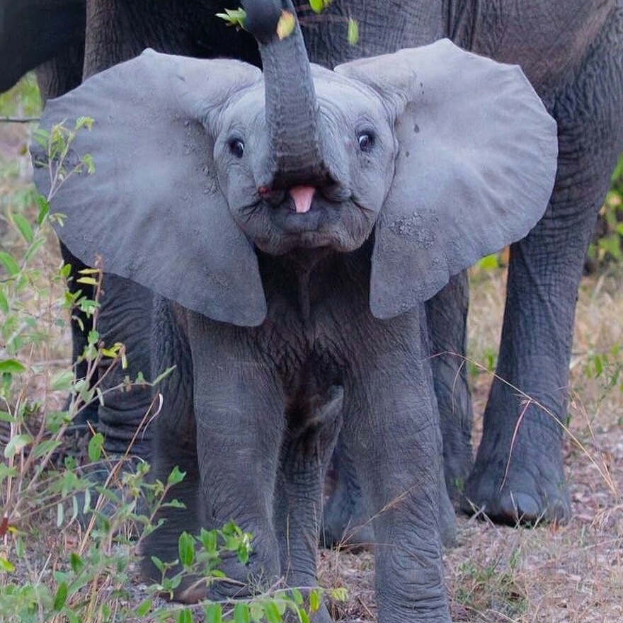OstenLaboratory's tweet photo. Reposted from @wildlife.adventure ▪

 Is there anything cuter 🐘😉💖⁣
••••••••••••••••••••••••••••⁣
▪ Follow our @ostenlaboratory profile⁣

#wildlife #wildlifeprotection #SUNDAYIGBOHO #nurses https://t.co/XK25rCuVLU