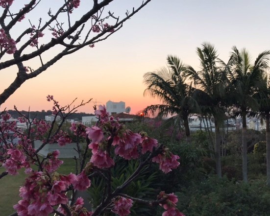 桜、ヤシの木、そして夕陽。沖縄って素晴らしい！