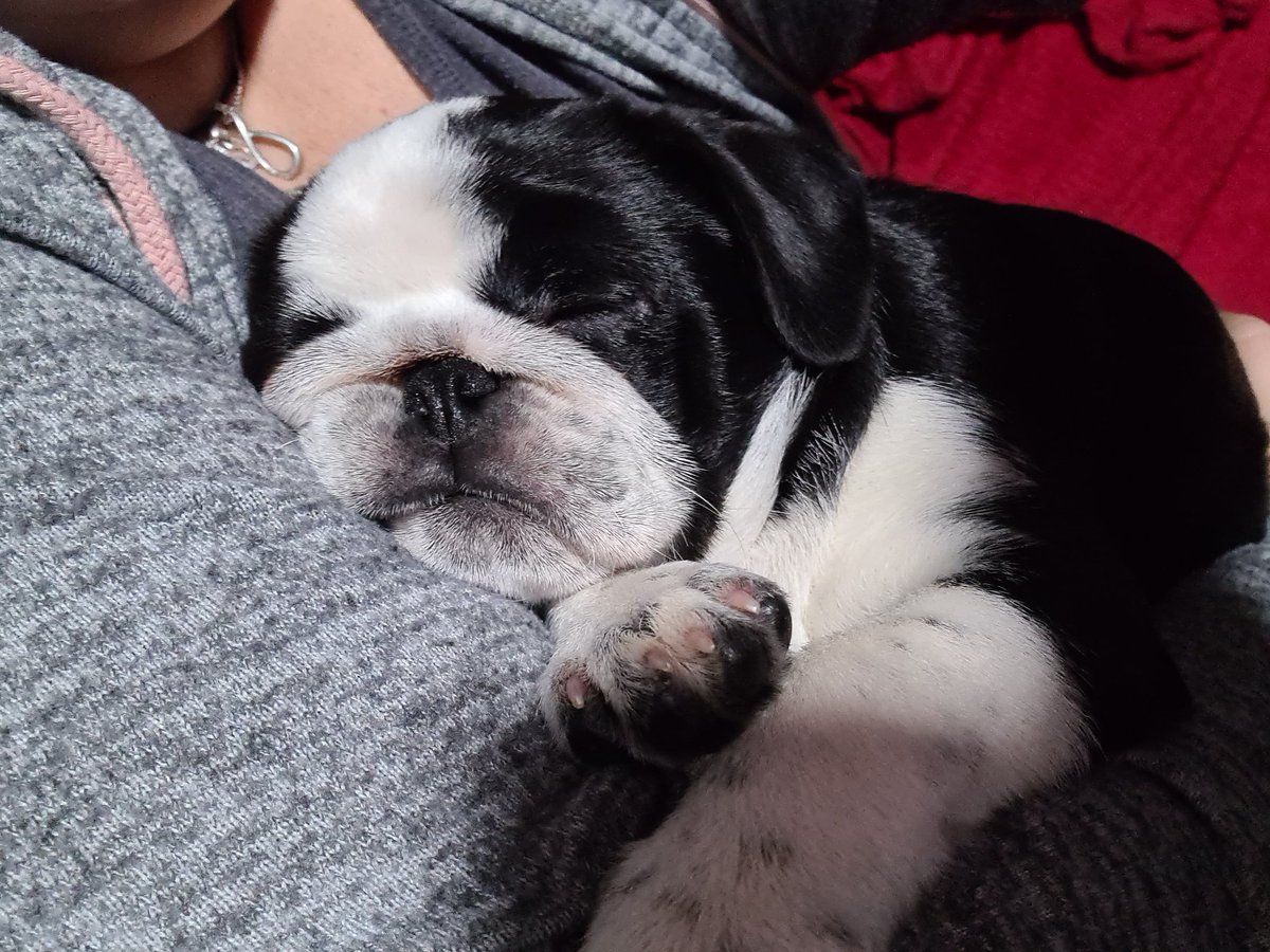 DylanexB's tweet image. Sleeping beauty #pug #LiliTh #puglife #pugs #Pugsoftwitter #dogs #WednesdayMotivation #❤