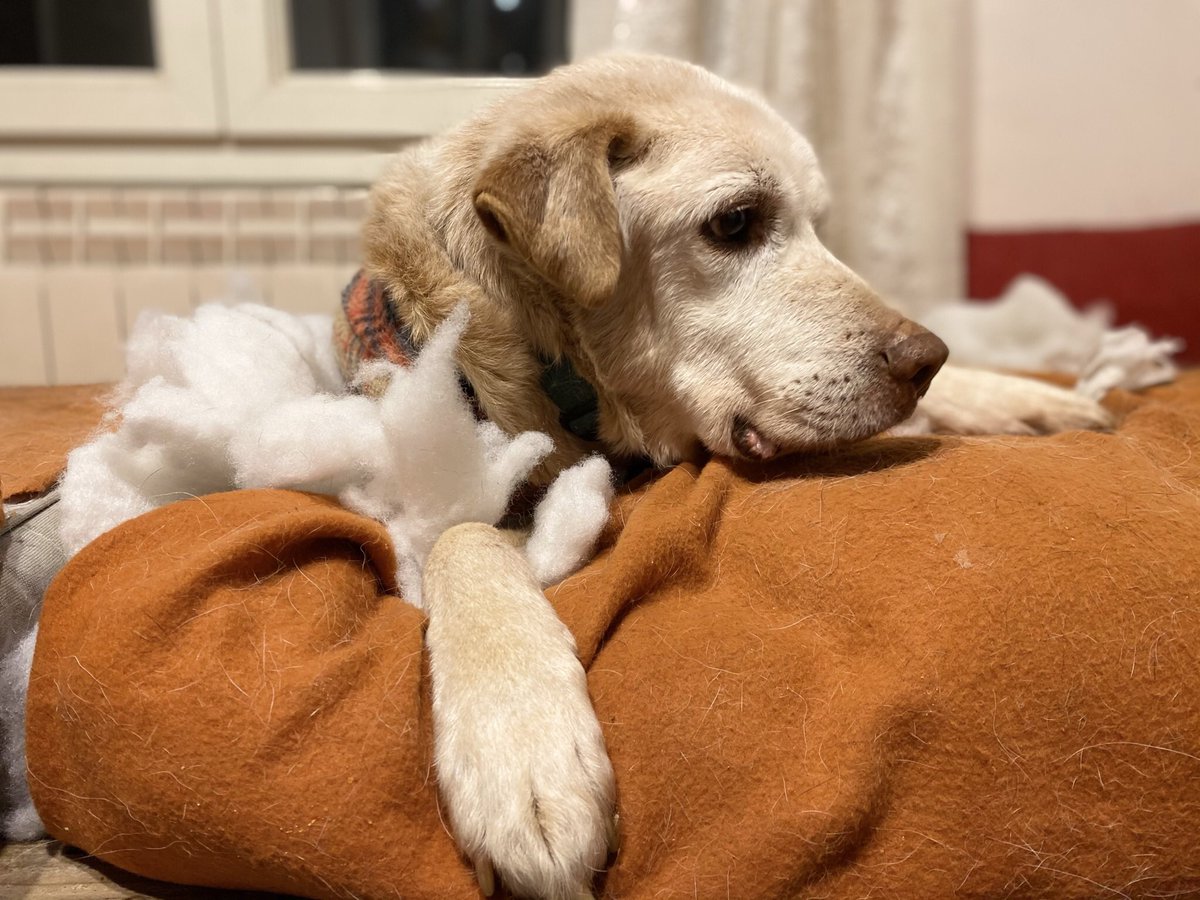 projectempathia's tweet photo. Rosset 🧡

Descansant després que un matalàs “explotés” misteriosament;)

Descansando tras la “explosión” misteriosa de un colchón;)

#projecteempathia #santuariodeanimales #santuariodeperros #olddog #perrosancianos #seniordogs #nocompresadopta #adoptanocompres #rosset https://t.co/4E1mrUF9TM