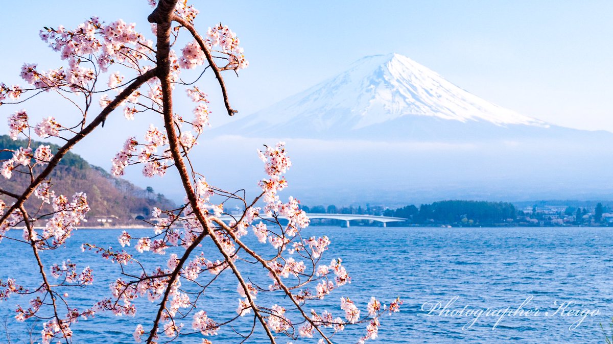 Keigo 高校生富士山写真家 春に咲く 河口湖の桜です 春が楽しみです 17年 19年に撮影 富士山 桜 春 河口湖