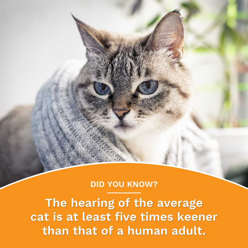 RestoraPet tweet media