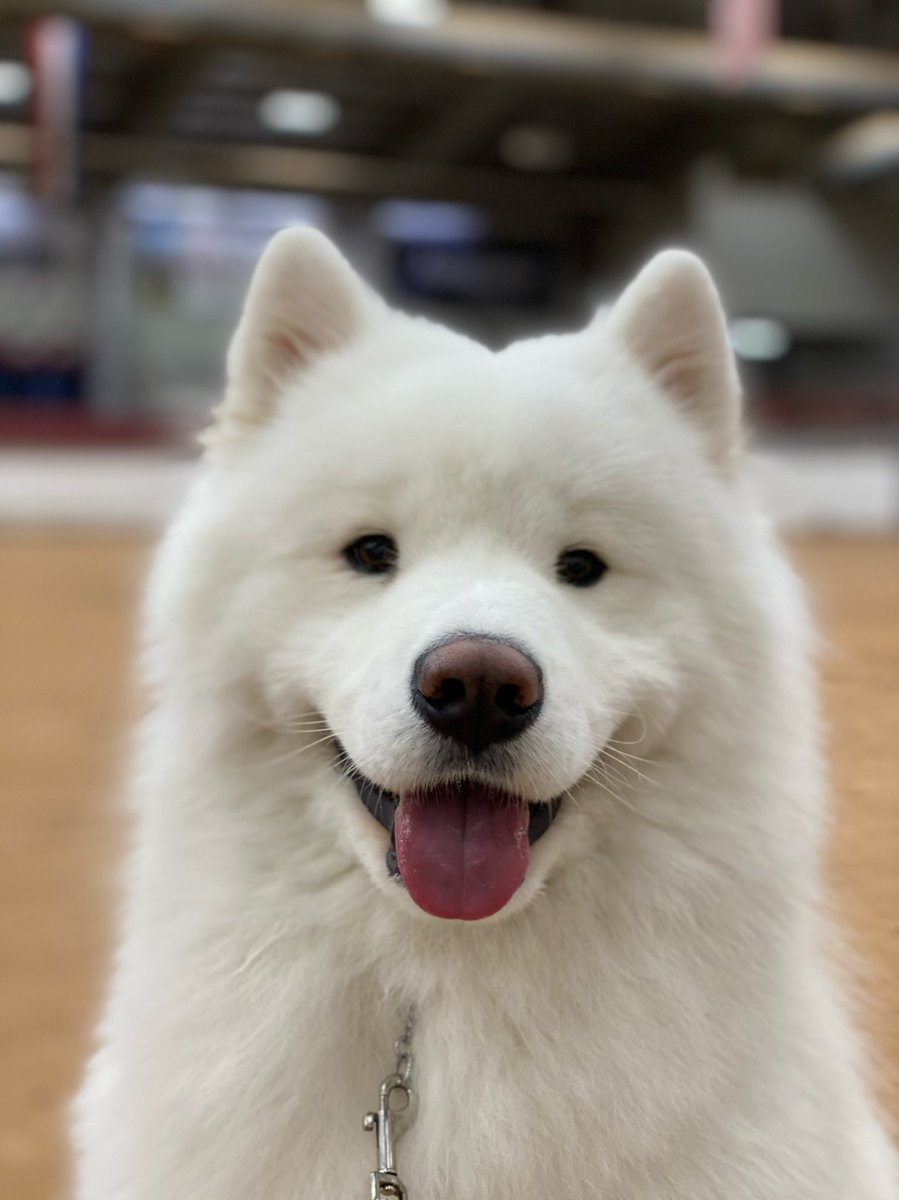 LeonVanSam's tweet image. Life can get ruff,
It can be a real slog,
But it gets a lot better,
When u live with a dog!