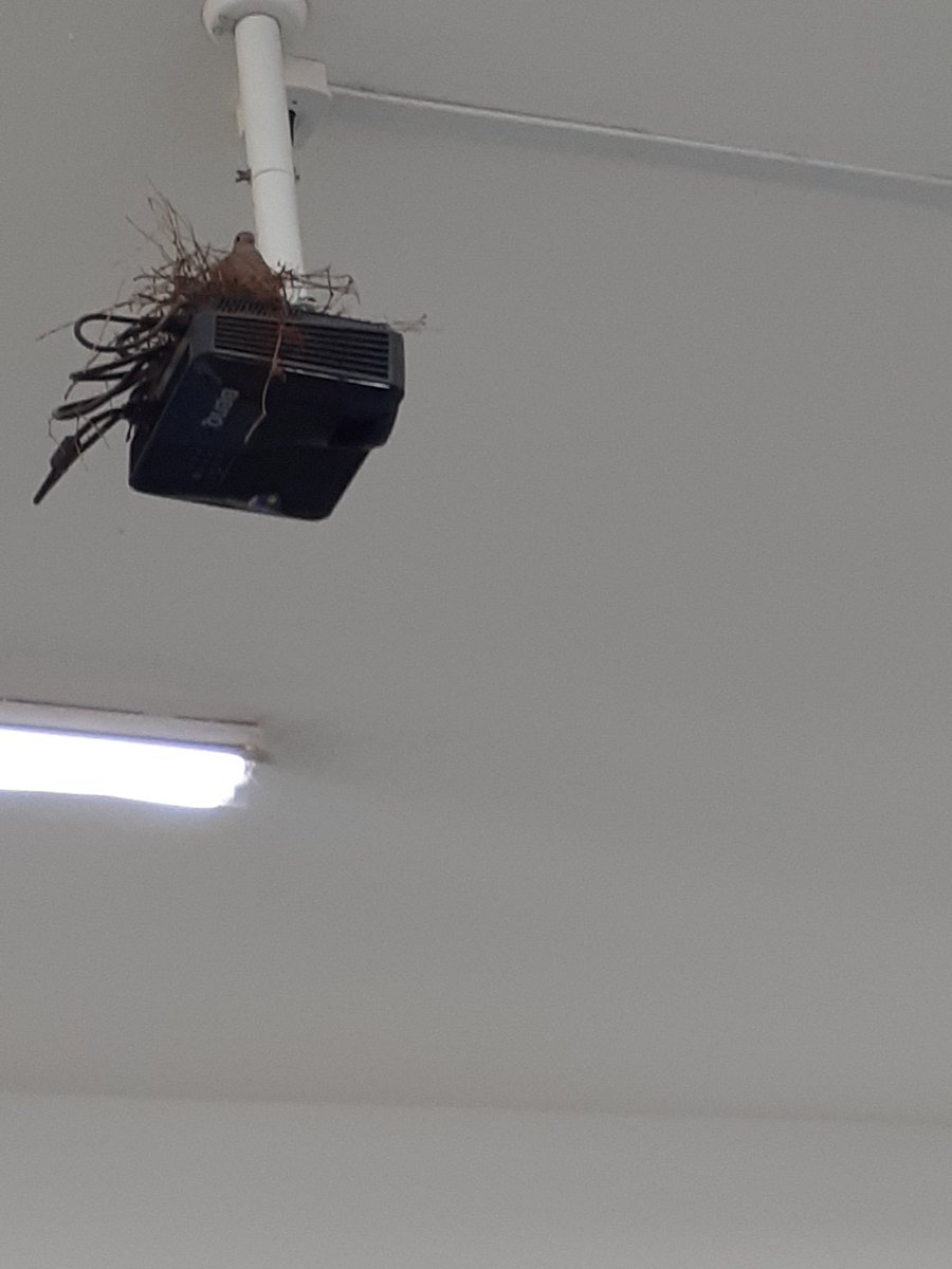 tem um ninho de pomba no projetor da minha sala??????