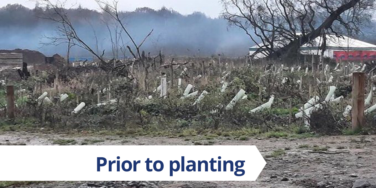 FACTCHECK: Some images that claim to be examples of HS2 tree planting are actually “staking and tubing” on the site earlier this winter, prior to the actual planting of the trees. Here’s a photo of the same site today, with 6,000 saplings now planted: