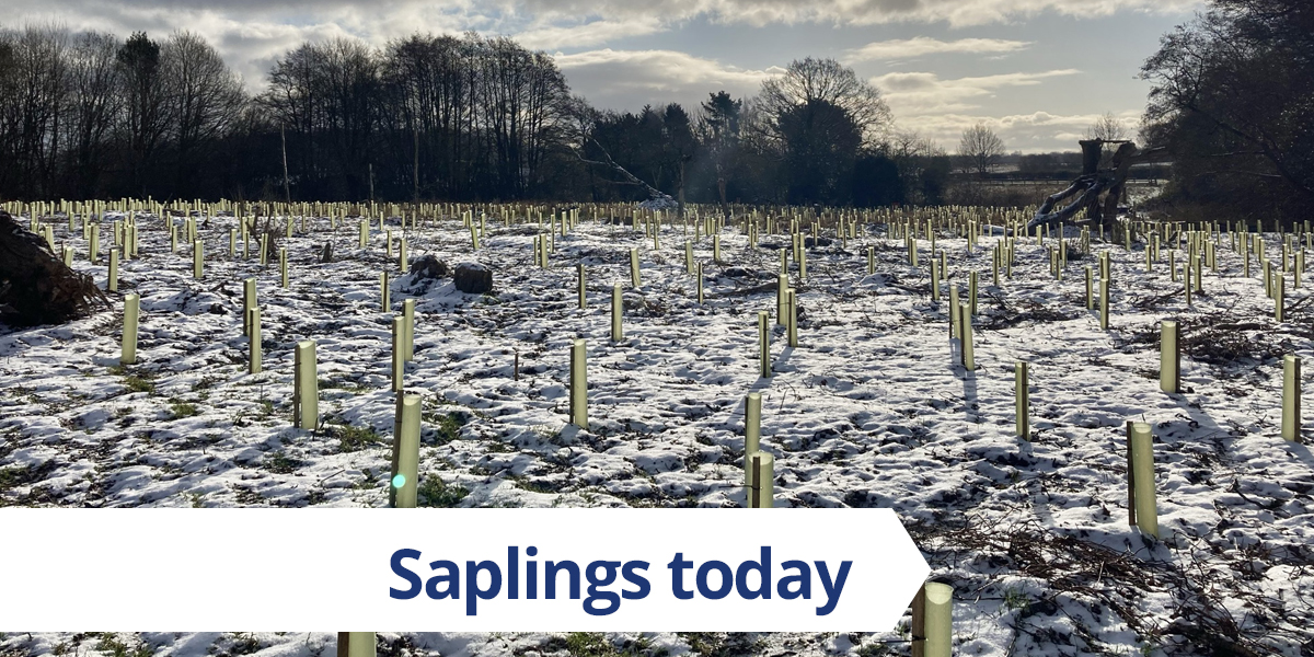 FACTCHECK: Some images that claim to be examples of HS2 tree planting are actually “staking and tubing” on the site earlier this winter, prior to the actual planting of the trees. Here’s a photo of the same site today, with 6,000 saplings now planted: