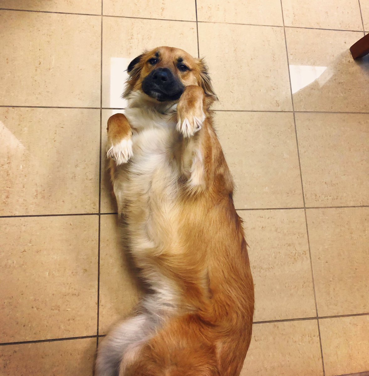 DevanLoweInc's tweet photo. “Mornin’. ☀️ Loving this weather almost as much as I love belly rubs.”
-Tex 🐕

#WorkWorkWork #Mascot #PetFriendly #DevanLoweInc https://t.co/gg2qfsDq4m
