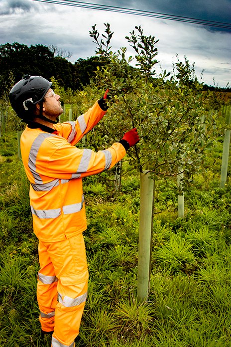 It was arable land offering "very little habitat opportunity for nature", according to ecologists. The tree planting between the ancient woodlands "made it a really perfect opportunity and location for enhancing and creating a future woodland."