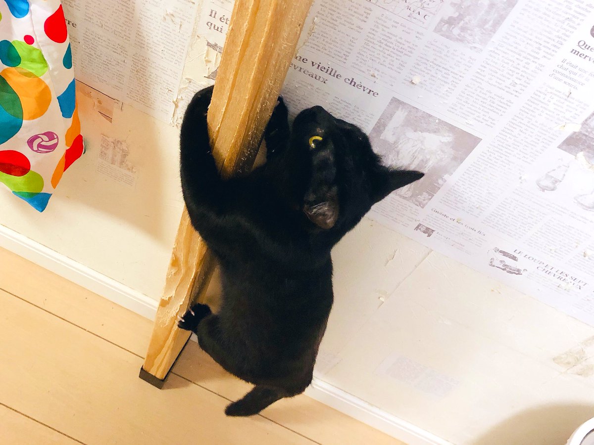 猫野四季 على تويتر しがみつくしじみ ねこ ネコ 猫 木のぼり