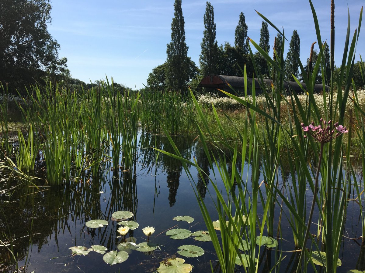 We're creating and enhancing 33 sq km of new and existing wildlife habitat. This is an area over 7 times bigger than Sherwood Forest Nature Reserve. An increase of around 30% compared to what is there now. Progress so far includes 60 new wildlife habitats being created.