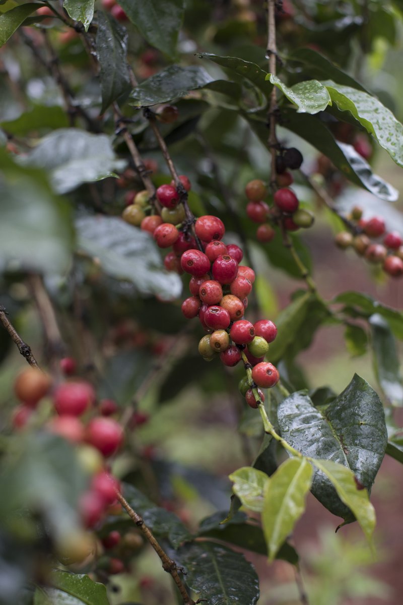 parlorcoffee's tweet photo. Coffee is a seasonal fruit, just like apples and grapes; every coffee cherry must be picked within a small window of ripeness to capture its peak flavor. Our menu rotates frequently to reflect the harvest cycles of our producer partners. #coffee https://t.co/ji1oFlpF7j