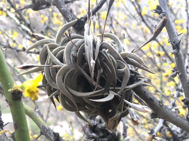 お知らせ】 2019年12月リリース Tillandsia tenebra 訂正 Tillandsia