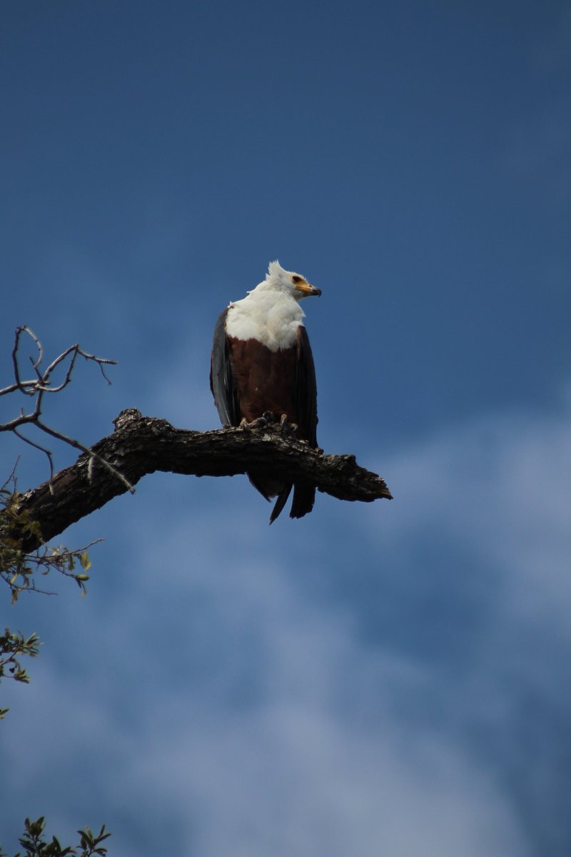 african fish eagle sound