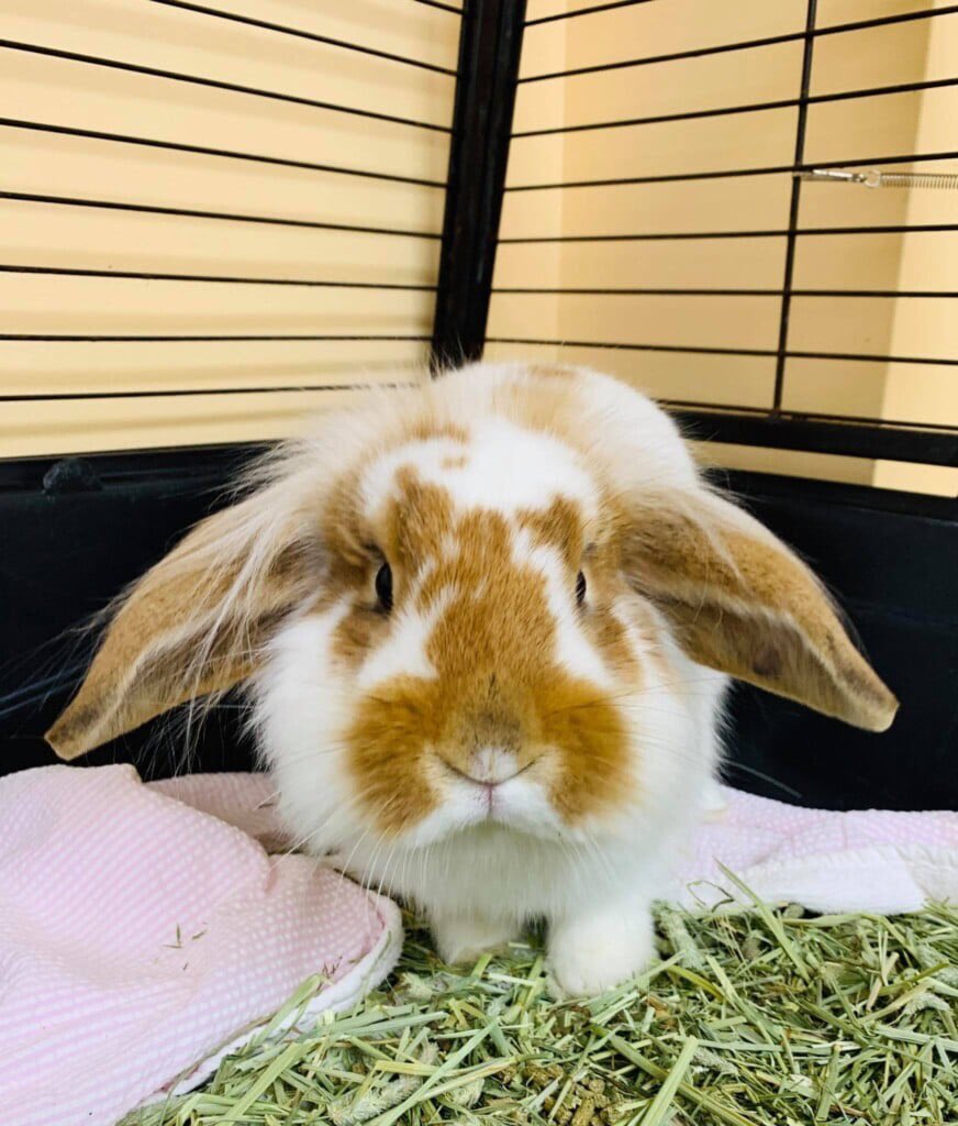 humane_penn's tweet photo. Meet Peanut Butter, a 1 year old, neutered male lop rabbit. 🐰PB enjoys carrots, wooden chew toys & spending time outside of his enclosure.
For more information visit https://t.co/VvjWbDXcN6.
#adoptdontshop #adoptablerabbit #loprabbit #critter #rabbit #feewaivedadoption https://t.co/rqqax4W21W