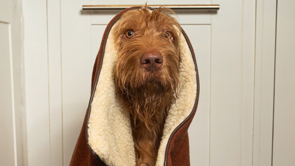 Ivy & Duke (@ivyandduke) on Twitter photo We have a new Twitter account! Please follow us
<a href="/IvyDuke_UK/">Ivy & Duke</a> so you can view today's latest offer!
#pamperedpooches #ilovemydog #luxuriousdogbeds #dogbed #homedecor #stylishdog #stylishdogbed #luxedog #dogsuk #luxurydogbeds #madeinbritain #dogbedding #dogbedswithstyle We have a new Twitter account! Please follow us
<a href="/IvyDuke_UK/">Ivy & Duke</a> so you can view today's latest offer!
#pamperedpooches #ilovemydog #luxuriousdogbeds #dogbed #homedecor #stylishdog #stylishdogbed #luxedog #dogsuk #luxurydogbeds #madeinbritain #dogbedding #dogbedswithstyle