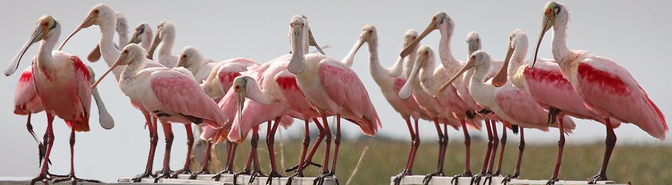 Lower Green Swamp Field Trip Registration - mailchi.mp/8faccae8ce07/o…