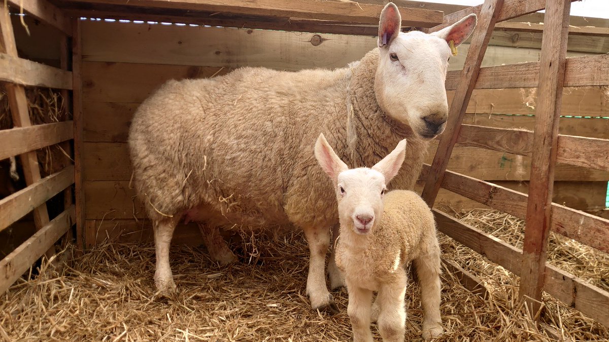 Skendall86's tweet photo. The first of the Cheviot mules from our new Border Leicester tup. #biglugs https://t.co/cFE13AjV5T