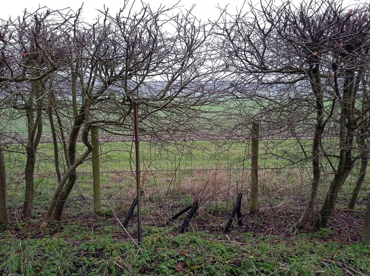 Near Stowting recently. Sad to see a hedge grown leggy and gappy, but great to see that hedge plant whips have been planted in the gaps where perhaps they judged the gaps were too big for laying? So often these hedges will just be neglected and will peter out over time, so 
