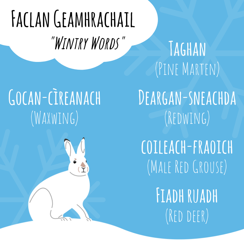 Our next installation of Faclan Geamhrachail covers a few more wintry creatures. Some of these also have different Gaelic terms for the male and female species. Red Grouse (m) – Coileach-fraoich, Red Grouse (f) – Cearc-fhraoich. Deer – Fiadh, Stag – Damh, Hind – Eilid.
