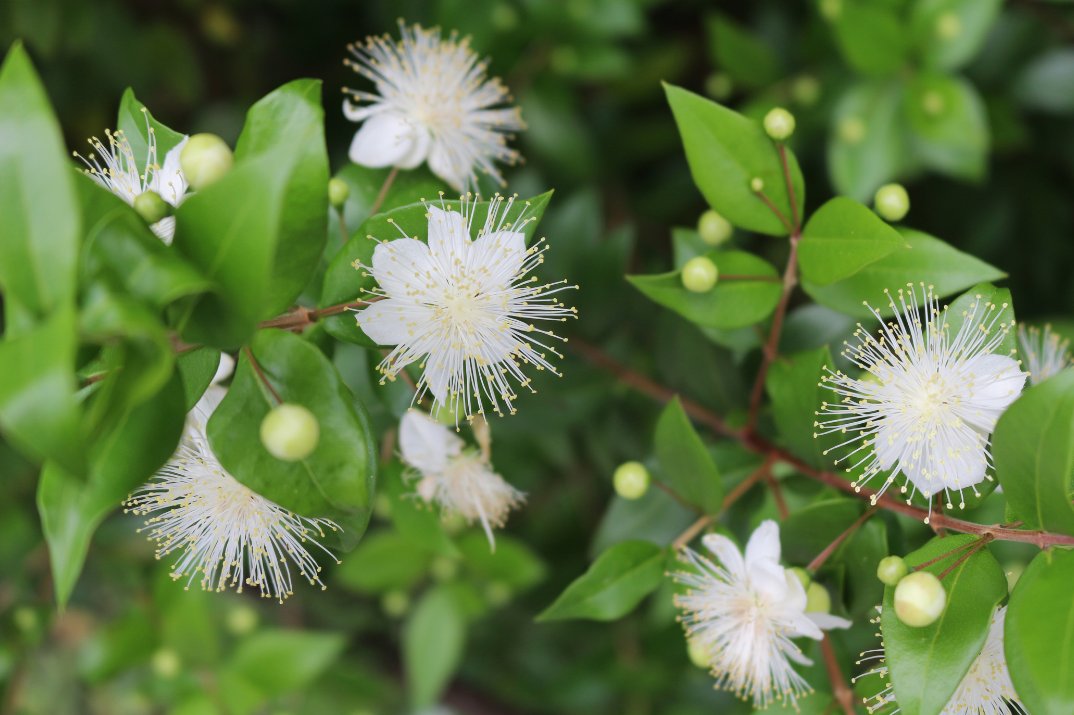 LuberaUK's tweet photo. #Myrtle was immortalized by #JohannWolfgangVonGoethe in his lovely, longing ode to Italy... 

"Do you know the land where the lemon-trees grow,
 In darkened leaves the gold-oranges glow, 
 A soft wind blows from the pure blue sky,
The myrtle stands mute, and the bay-tree high?" https://t.co/ADKxlALlSs