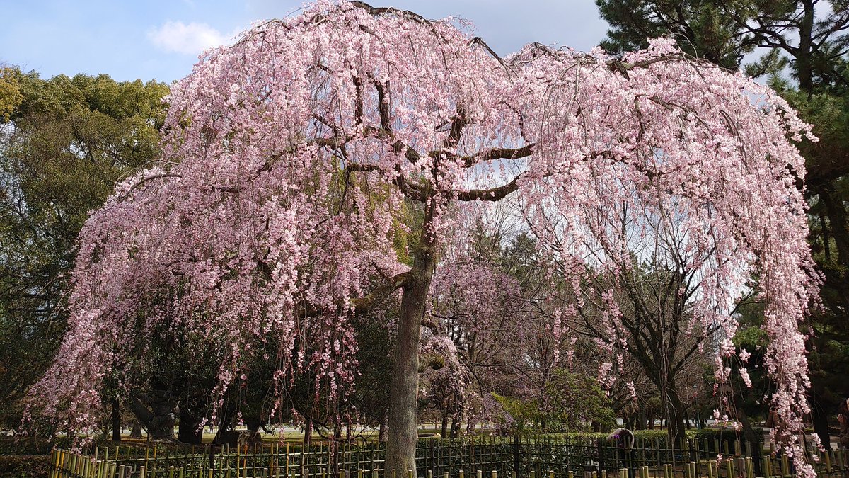 写真野郎byこてーつ 今日の花は 春を代表する花 桜の品種 イトザクラ しだれ桜 です 名所は 京都御苑 大石神社 醍醐寺 平野神社 車折神社 円山公園など まずは京都御苑のしだれ桜 出水の桜 近衛邸跡の桜 桜 過去写真 京都 京都御苑 写真野郎byこてーつ 今日の花は 春を代表する花 桜の品種 イトザクラ しだれ桜 です 名所は 京都御苑 大石神社 醍醐寺 平野神社 車折神社 円山公園など まずは京都御苑のしだれ桜 出水の桜 近衛邸跡の桜 桜 過去写真 京都 京都御苑