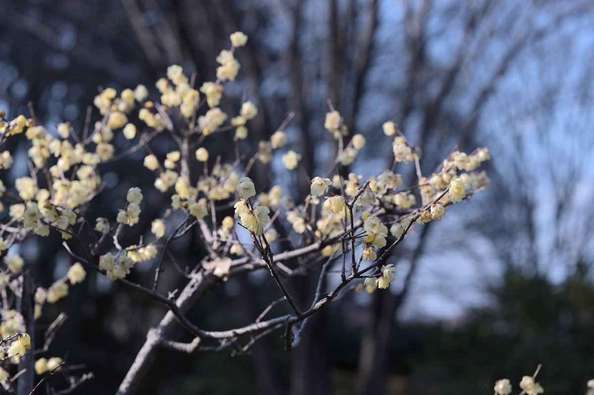 梅の季節、序盤。

#nikon #z6 #z85mmf18