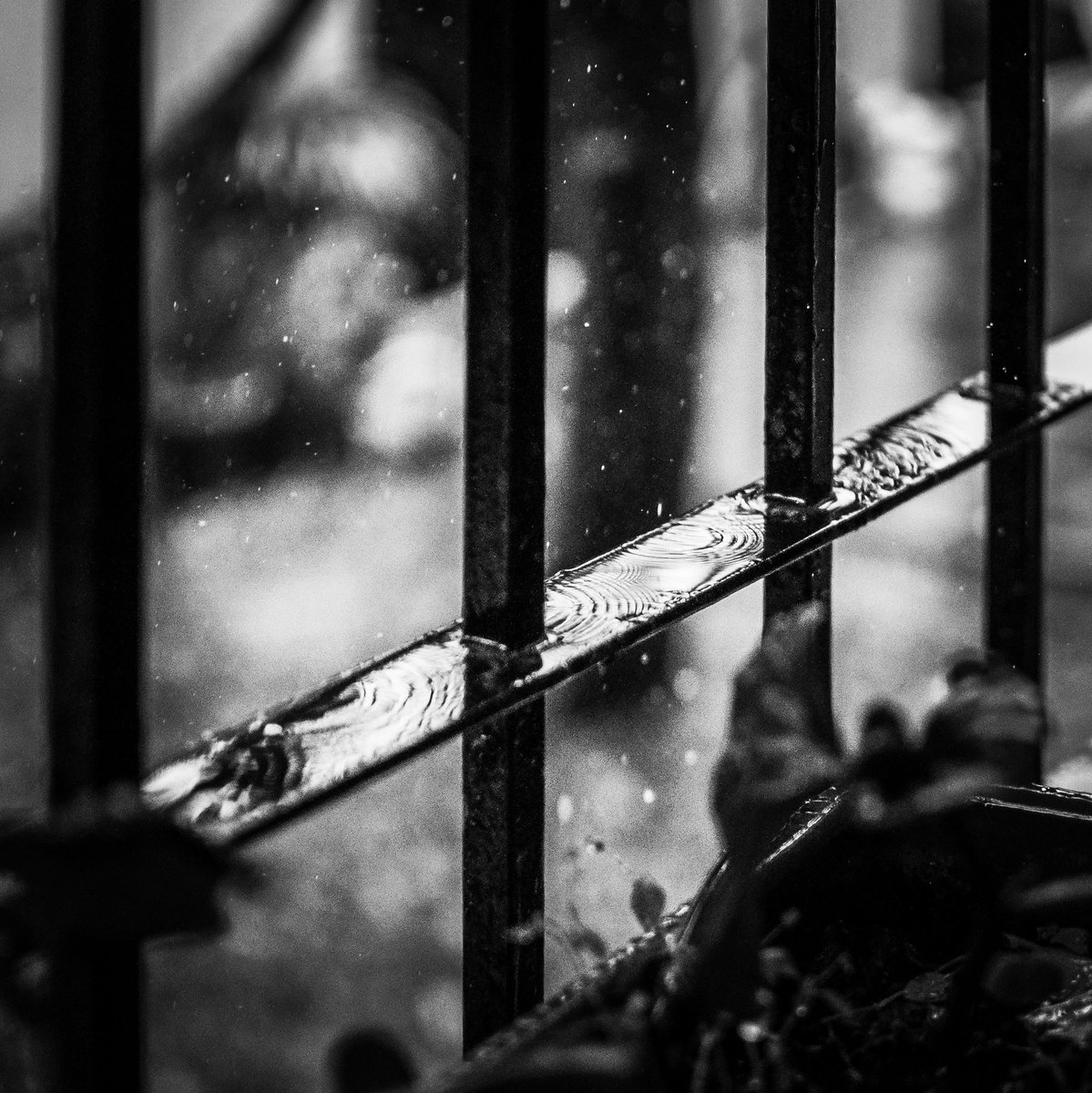 Lluvia #lluvia☔ #rain #gotas #drops #raindrops
#bnw_planet #blackandwhite 
#blackandwhitephotography #bnw #bnwmood 
#bnw_captures  #bnw_greatshots #bnwdrama 
#bnwfanatics #bnwlover  #worldbnw 
#bnwsoul  #nikon  #nikonphotography  #nikonphotograph  #nikond90 #naturaleza #nature