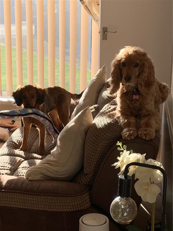 QES_Starting's tweet photo. One of Vinni's dogs wants to play - the other one's not so sure! #petsofQES #LifeIsAboutMoreThanMoneyAndMaterialThings https://t.co/X7ud8IOFMJ