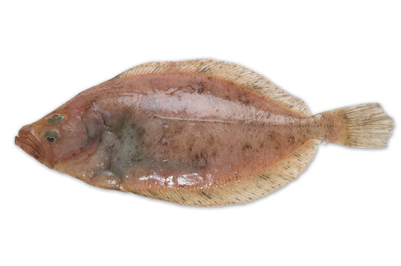 CornwallBzForum's tweet image. #BuyLocal is surely something we should all be encouraged to do, particularly when outside influences are having an impact. Huge amounts of Cornish Sole are landed in Cornwall every year, should we be asking our shops, restaurants and take aways to stock/use it #DuchyBizHour