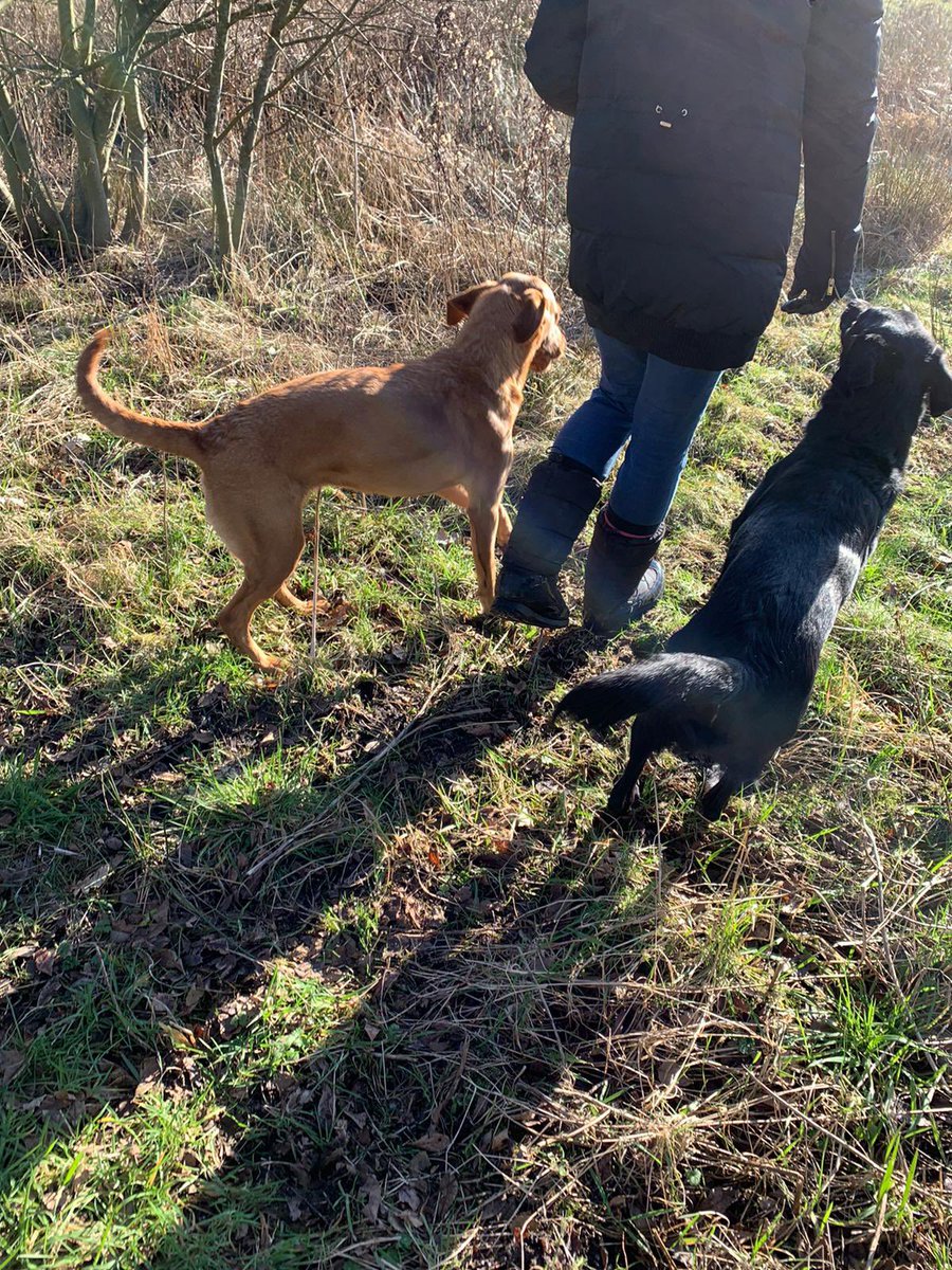 Nicolacoups's tweet photo. Walking with the dogs (and my son who’s in yr8) on the most beautiful day - blue skies &amp; bright sunshine really does lift your mood 🌞#TeamWH #Wellbeing #digitaldetox #outdoorlearning #labs @WesthoughtonHS https://t.co/IZN3ctK10I