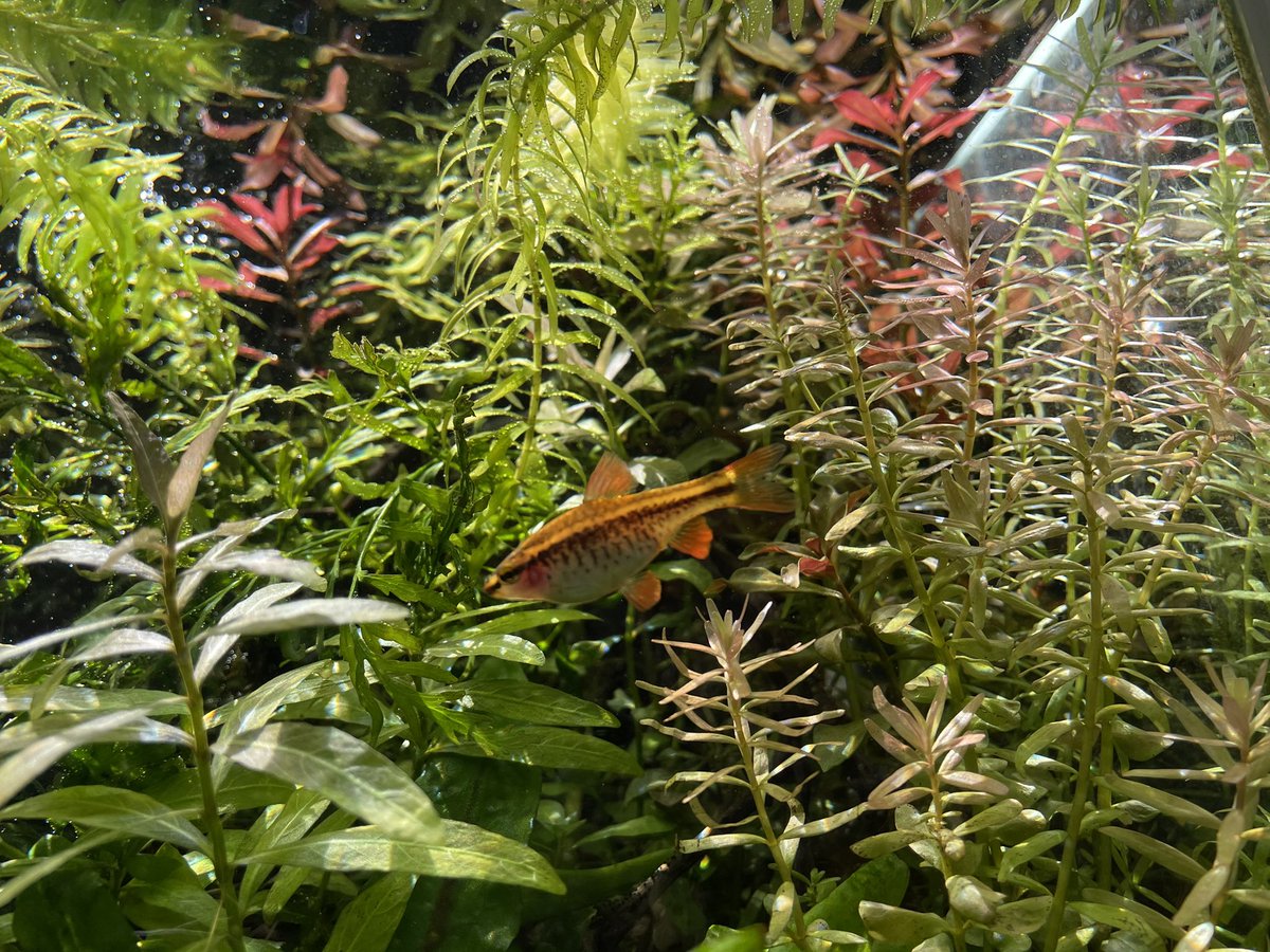 Kazuのメダカ睡蓮ビオトープ Co2 ソイル無しでも水草結構綺麗に育ってくれました 午後になると一部直射日光が当たるのですが 水草が輝いていてとても綺麗です 水草水槽 アクアリウム 熱帯魚 水草レイアウト 水槽
