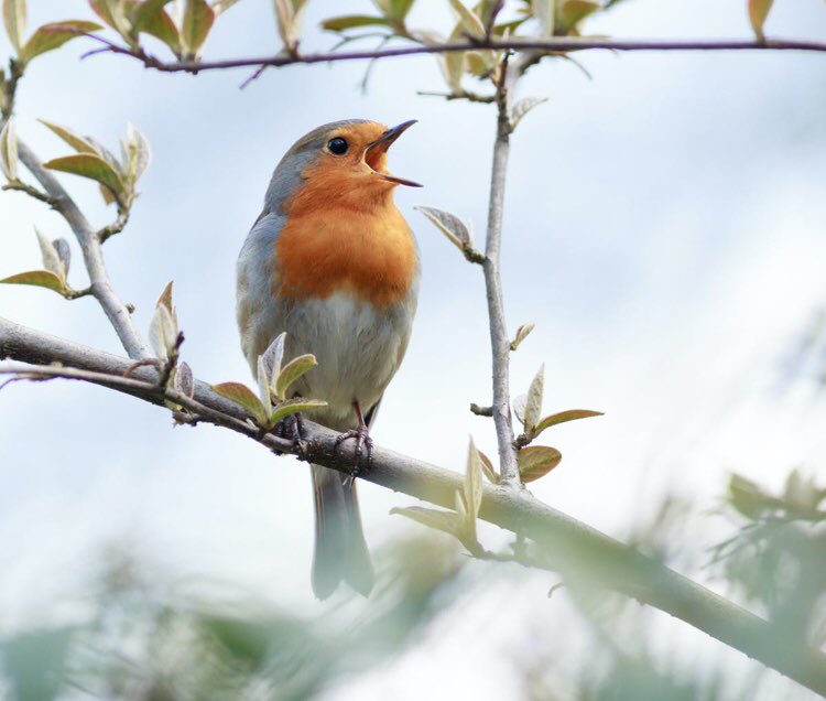 educating_eco's tweet photo. Can you spot the different bird songs this half term? Use a handy tool+identify each one. https://t.co/8iqJzotDJR @Natures_Voice @EcoSchools @ecobirmingham @EcoWatch @BrumChallenge @BirdSpotUK @brummatters @BrumGetInvolved @OutsideInBrum @healthybrum @Brumgreens @bloominbrum https://t.co/UcWmzx1237
