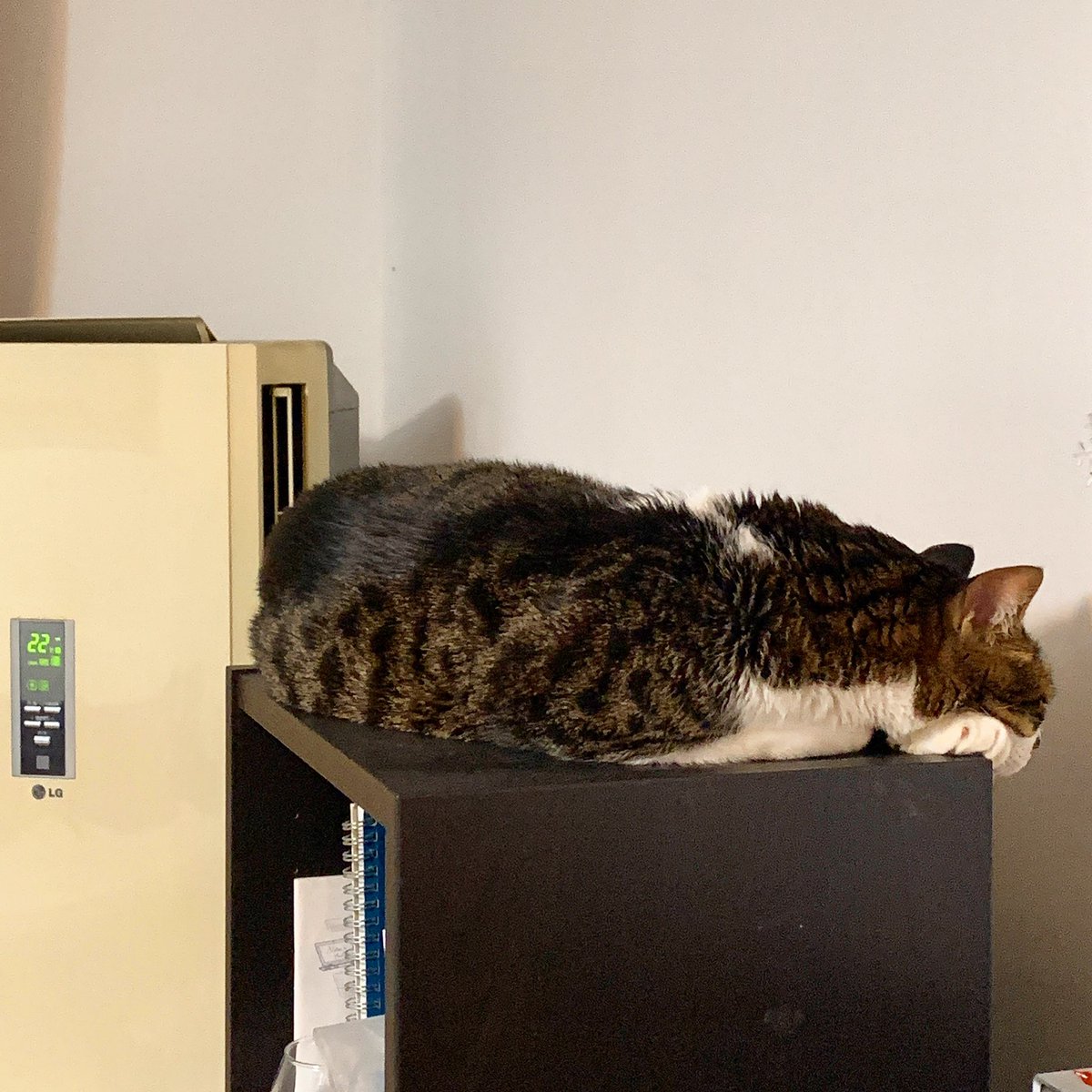 Paul ‘DaddyBird’ Castle tweet media