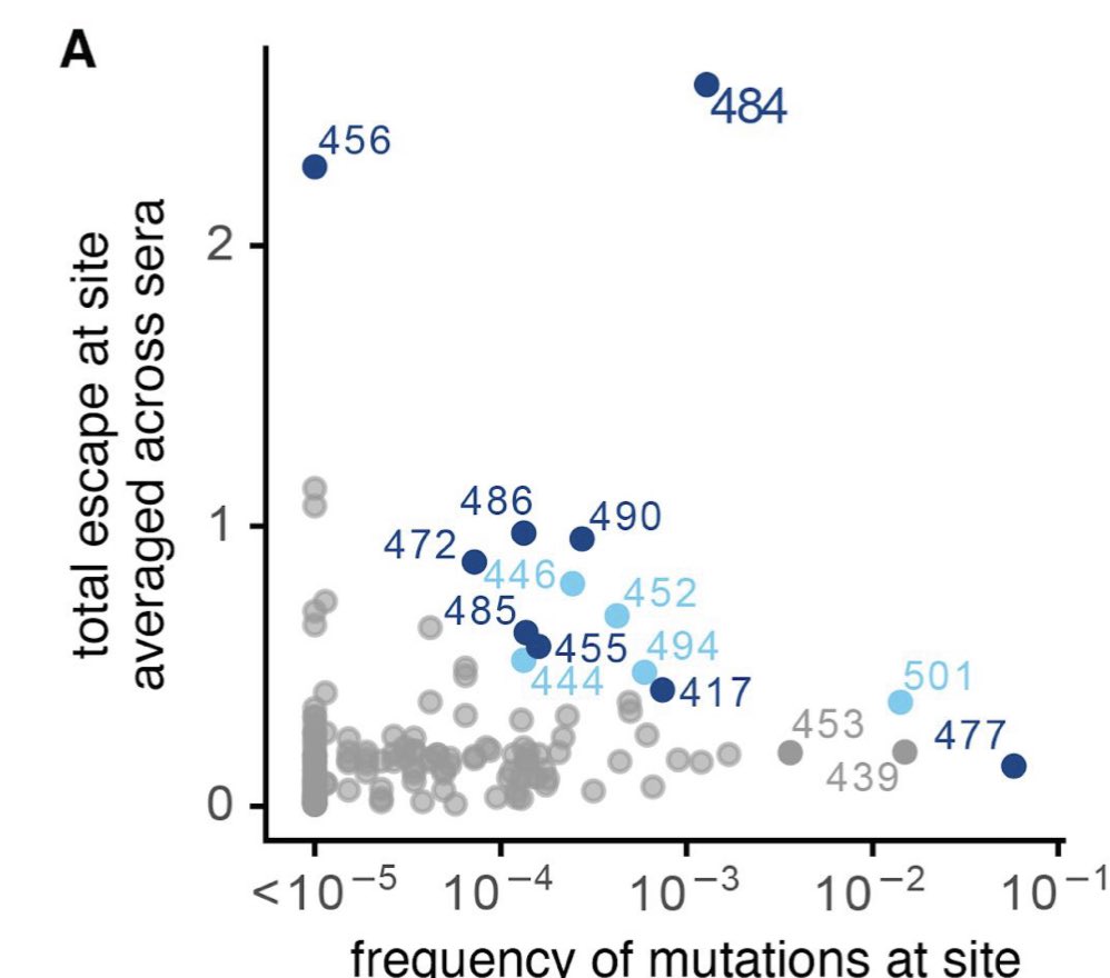 16) Dug deeper... it seems mutation at the 452 amino acid position on the spike protein is one of the moderate immunity escape sites according to this study from  @jbloom_lab. It’s not as bad to the 484 mutation site, home of infamous E484K, but still real. https://www.biorxiv.org/content/biorxiv/early/2021/01/04/2020.12.31.425021.full.pdf