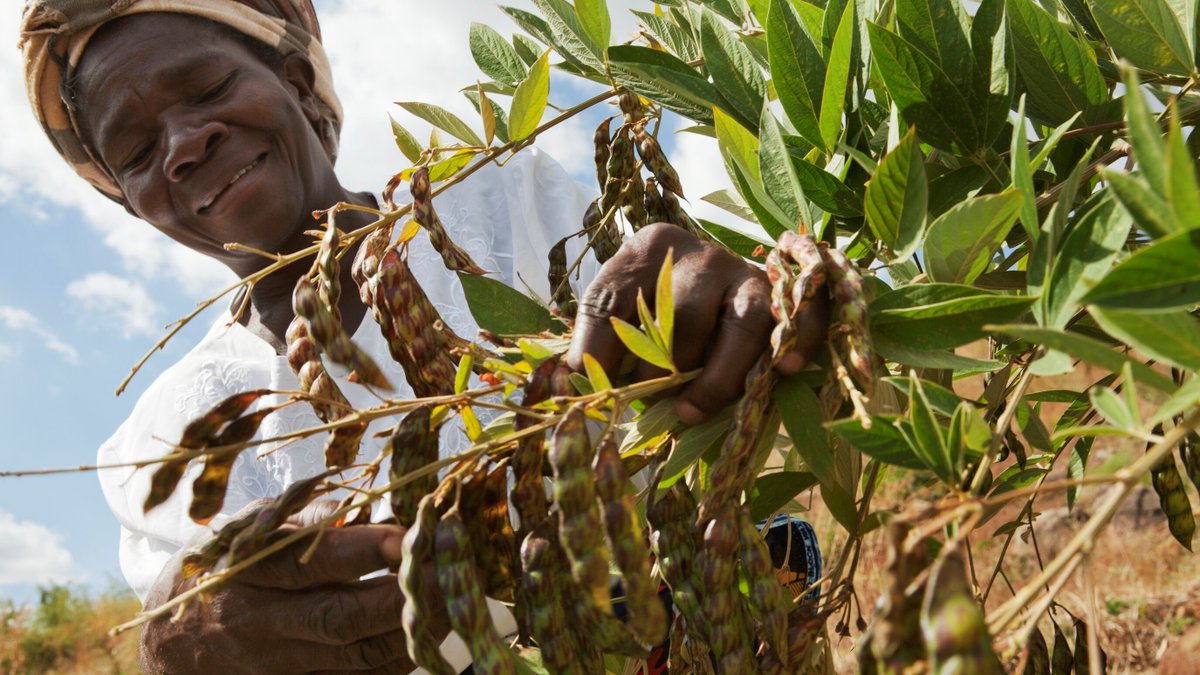IFAD's tweet photo. 🍅 For food security
💚 for healthy societies
🌟 for improved livelihoods
💪 to build resilience to any shock
 
we must #InvestInRuralPeople and give them the support they need to bring prosperity to their communities and nations. https://t.co/px2KBgj8Ix