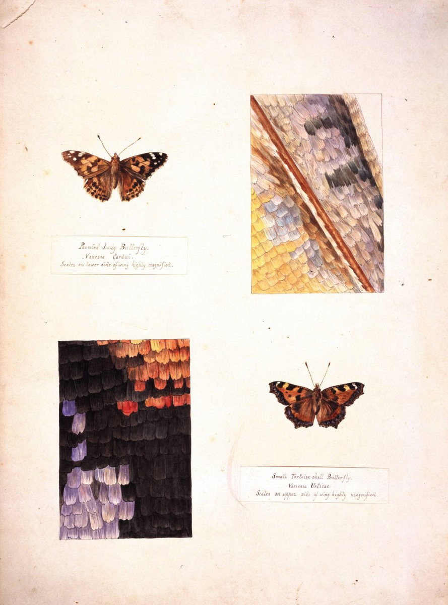 Drawn from nature...

At 8 years old Beatrix Potter was obsessed with studying and recording the characteristics of a wide variety of animals and plants. Her notebooks showcase her sense of wonder and appreciation of nature. Explore these personal works: fal.cn/3dj3Y