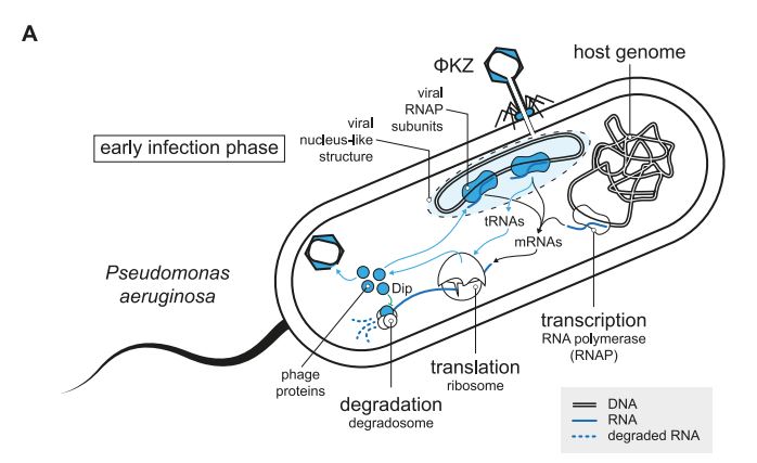 A Grad-seq View of RNA and Protein Complexes in Pseudomonas aeruginosa under Standard and Bacteriophage Predation Conditions skyw.io/unNoXh