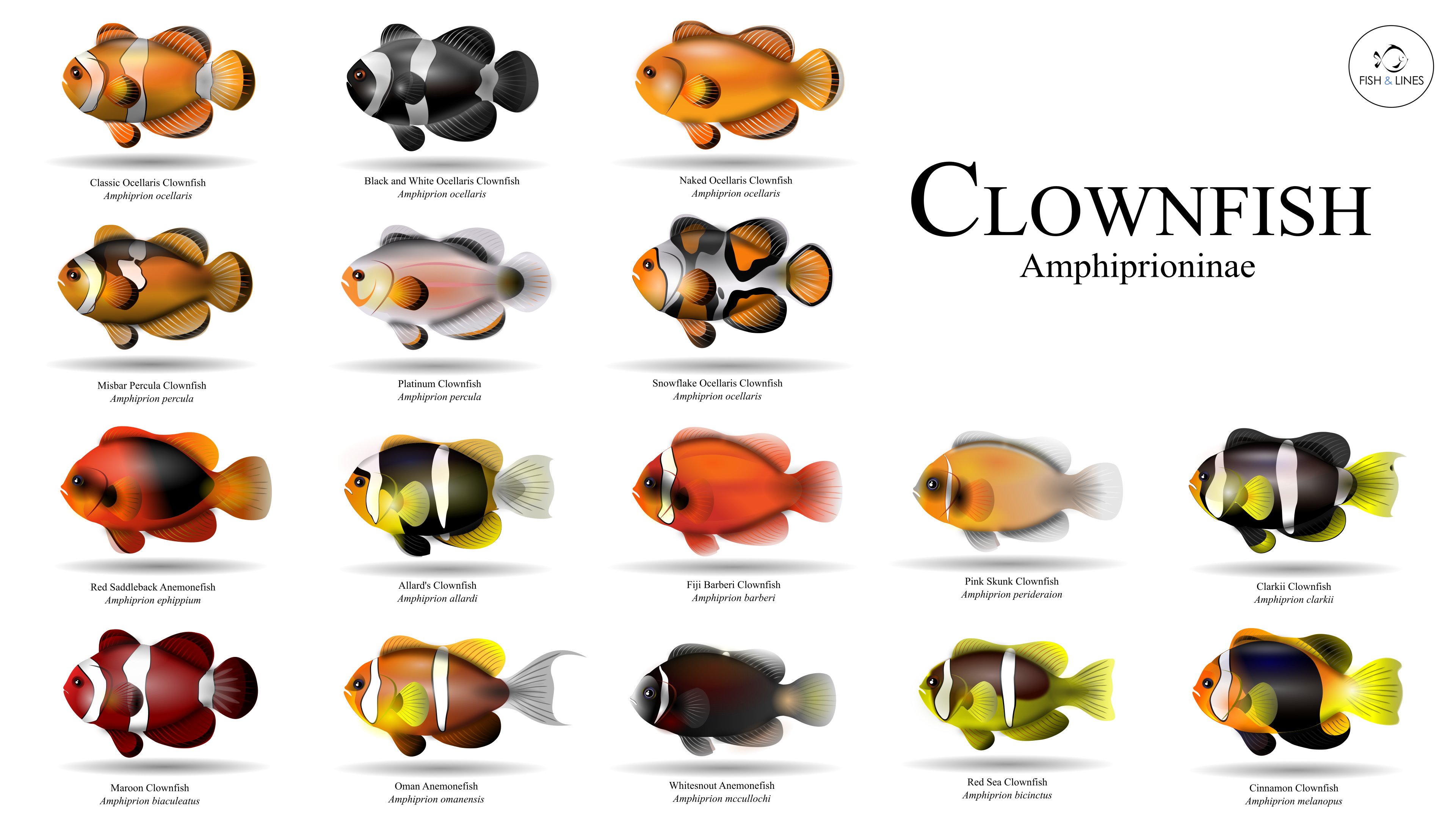 FISH and LINES on Twitter: "Here are all my 16 illustrations (of the