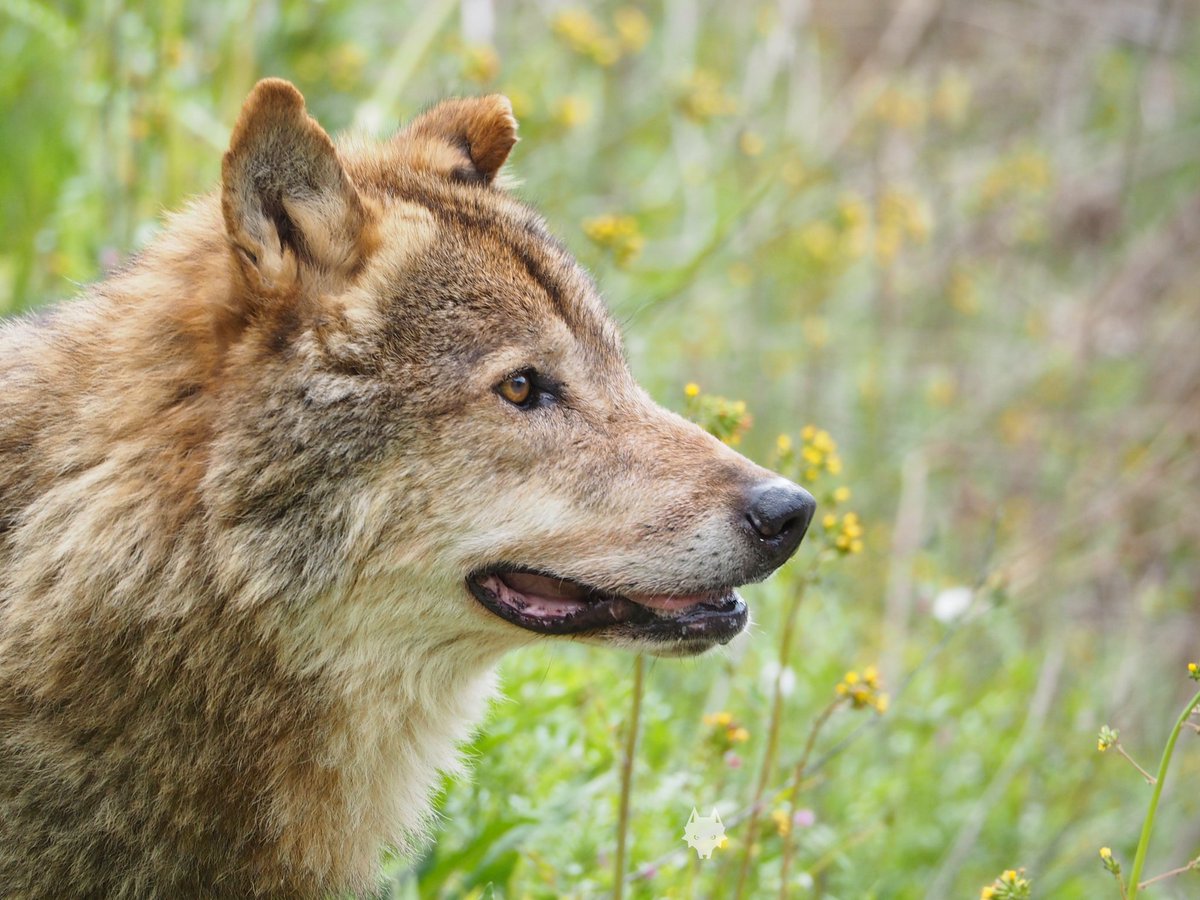 Uzivatel アルバス Na Twitteru 横顔ロキ オオカミ ロキ 多摩動物公園 Wolf Tamazoo