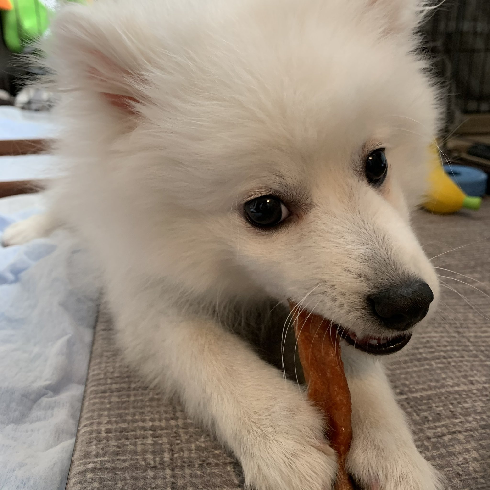 ルミ 日本スピッツ 手を使いながら食べるのがかわいい T Co Sygu2vwuxi Twitter
